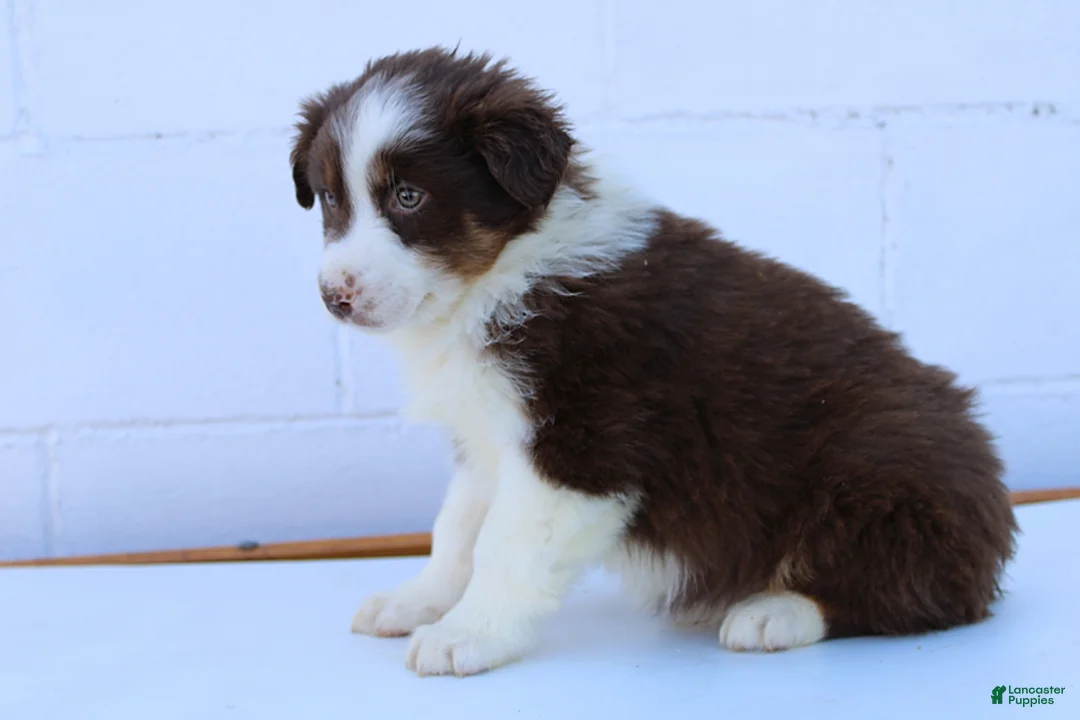 Australian Shepherd dogs for sale: Samson - Ad 3