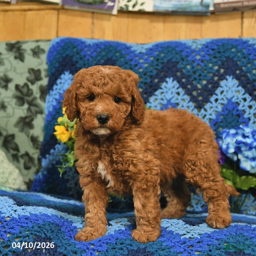 Mini Goldendoodle dogs Jumper  - Ad 2