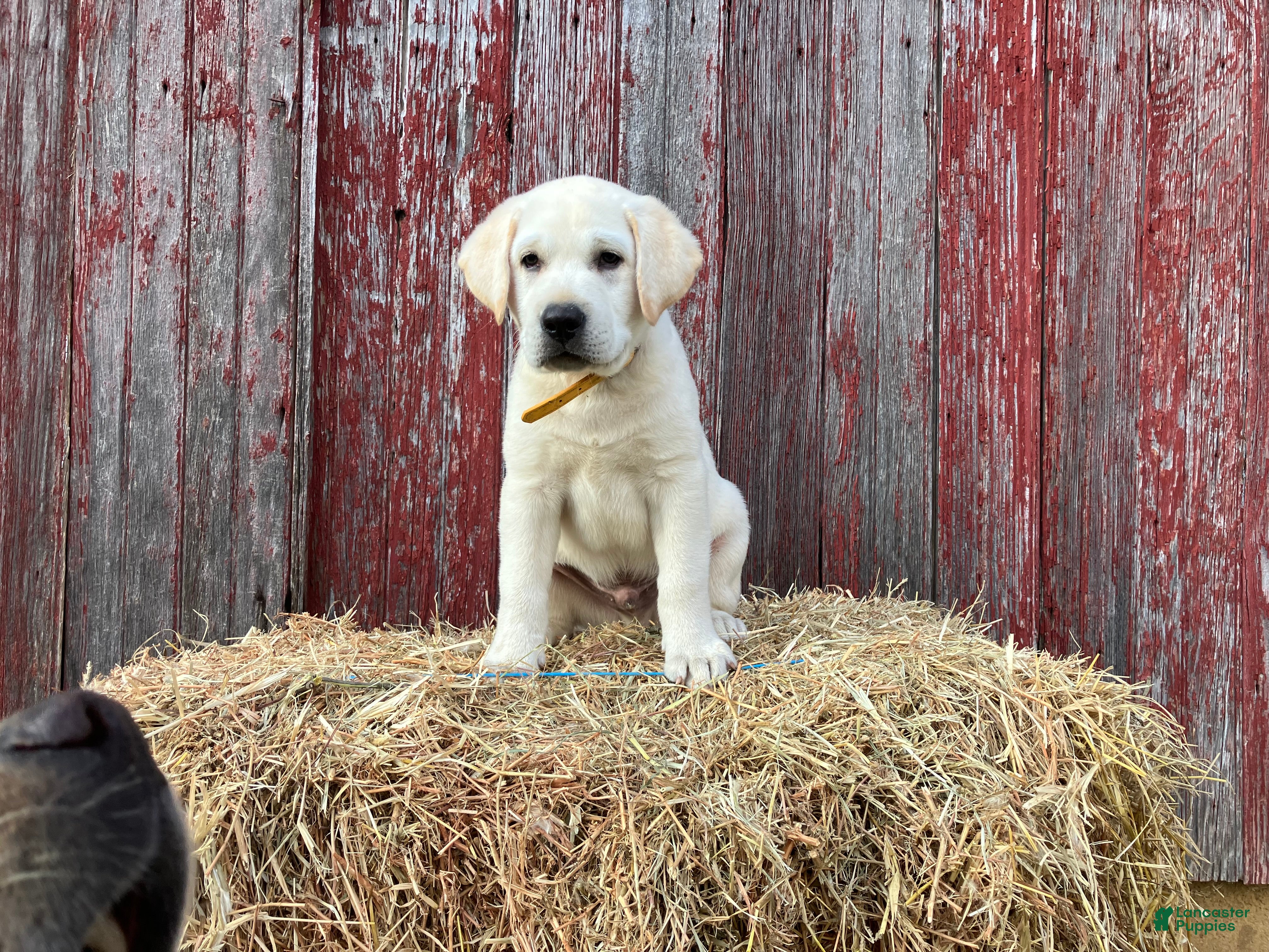 Labrador Retriever dogs Rover - Ad 1