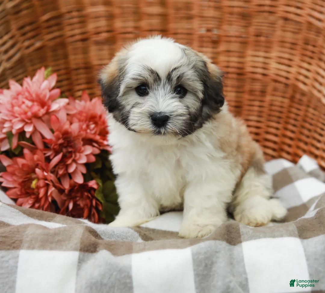 Havanese dogs for sale: Bear - Ad 1