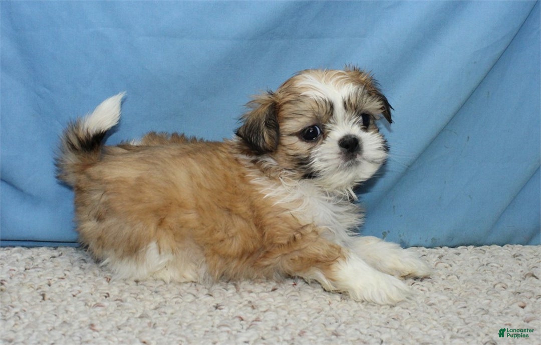 Shih Tzu dogs for sale: Asher - Ad 2