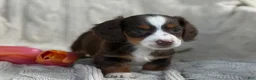 Miniature Dachshund dogs for sale: Tina - Ad 5