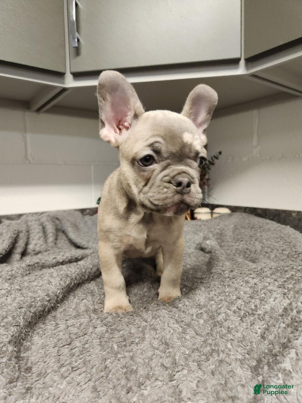 French Bulldog dogs Austin - Ad 2