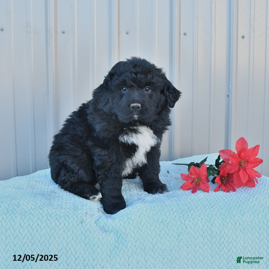 Mixed Breed dogs Carol  - Ad 6
