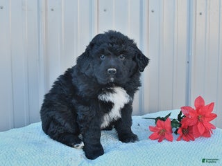 Mixed Breed dogs Carol - Ad 6