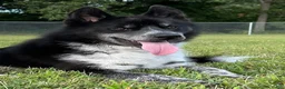 Siberian Husky dogs for sale: Meeko - Ad 1
