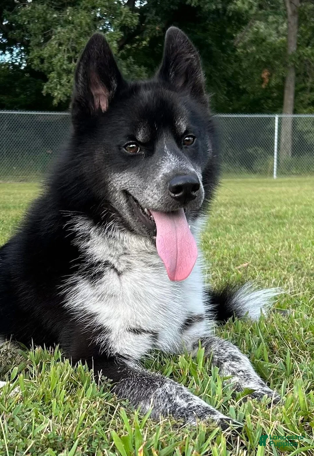 Siberian Husky dogs for sale: Meeko - Ad 1