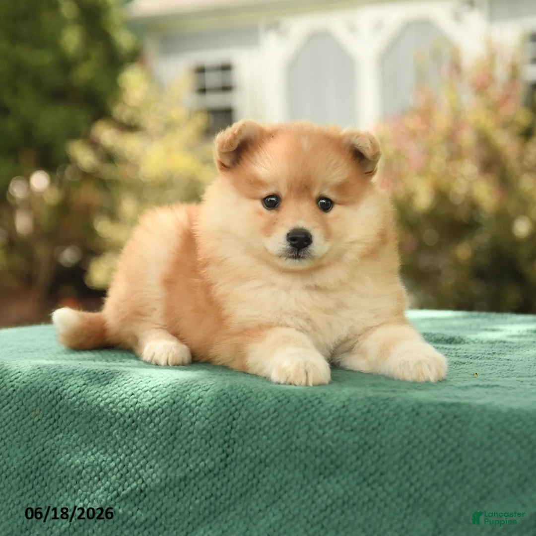 Pomsky dogs for sale: Kyra - Ad 3