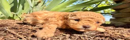 Toy Poodle dogs for sale: Iris  - Ad 6