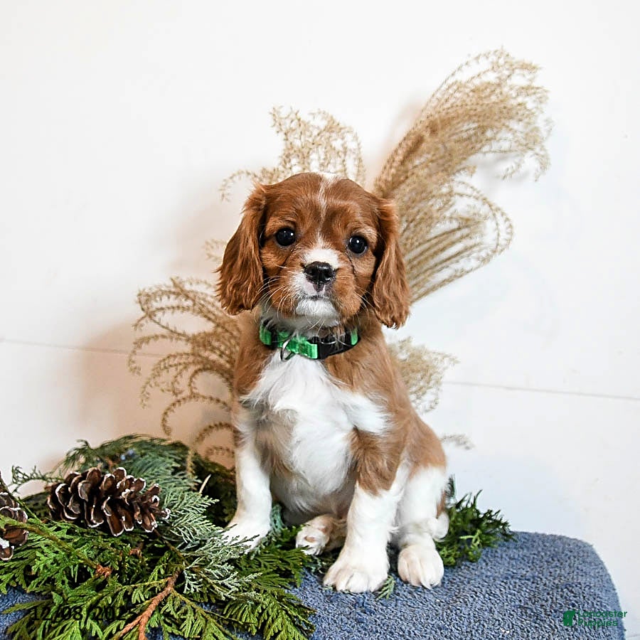 Cavalier King Charles Spaniel dogs Buster - Ad 8