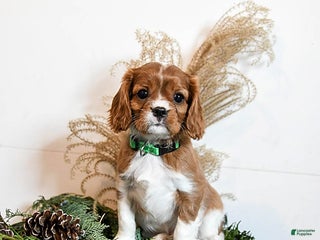 Cavalier King Charles Spaniel dogs Buster - Ad 6