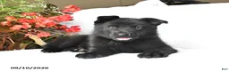 German Shepherd dogs for sale: Mabel - Ad 4