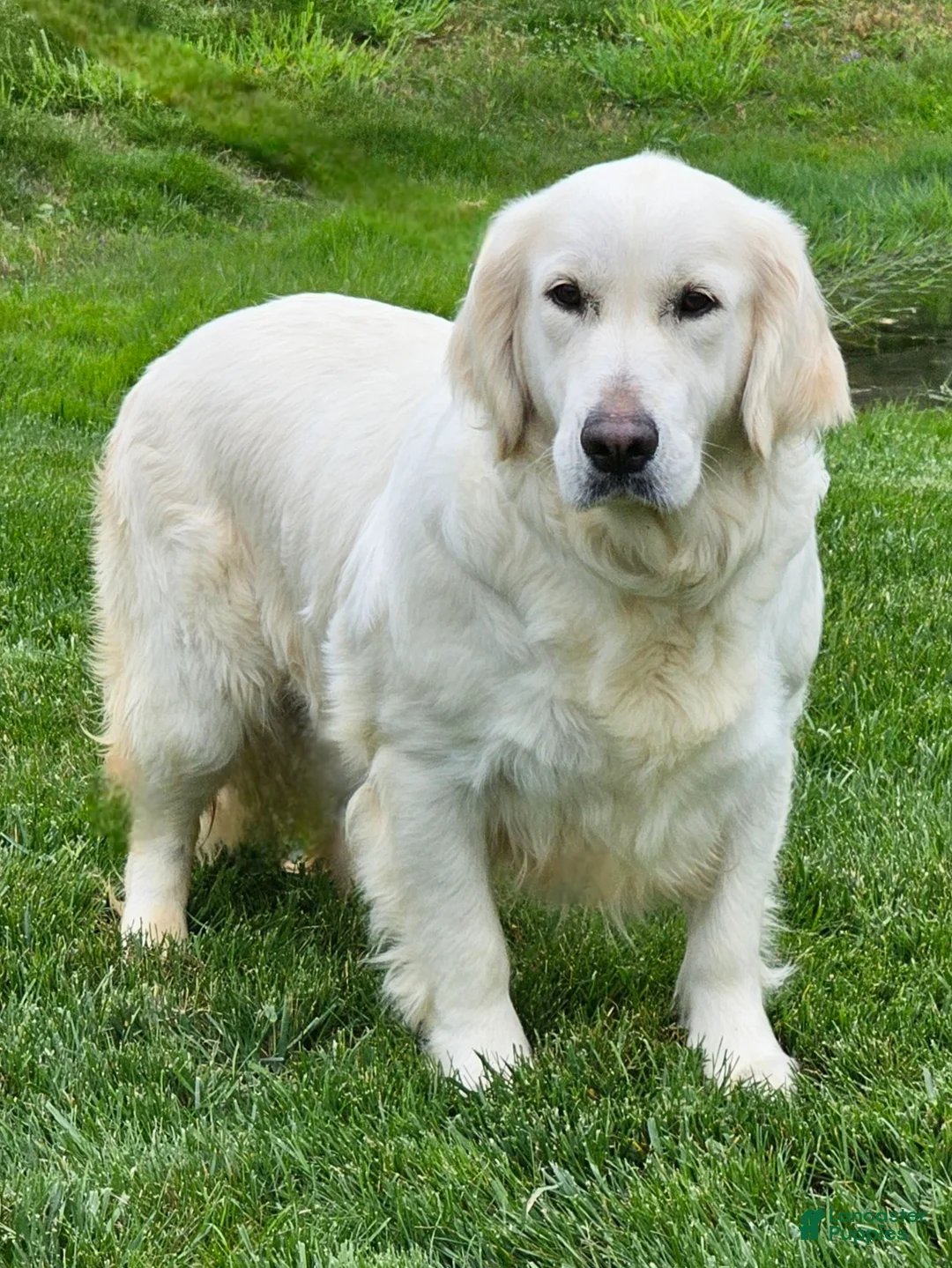 Goberian dogs for sale: Denali - Ad 5