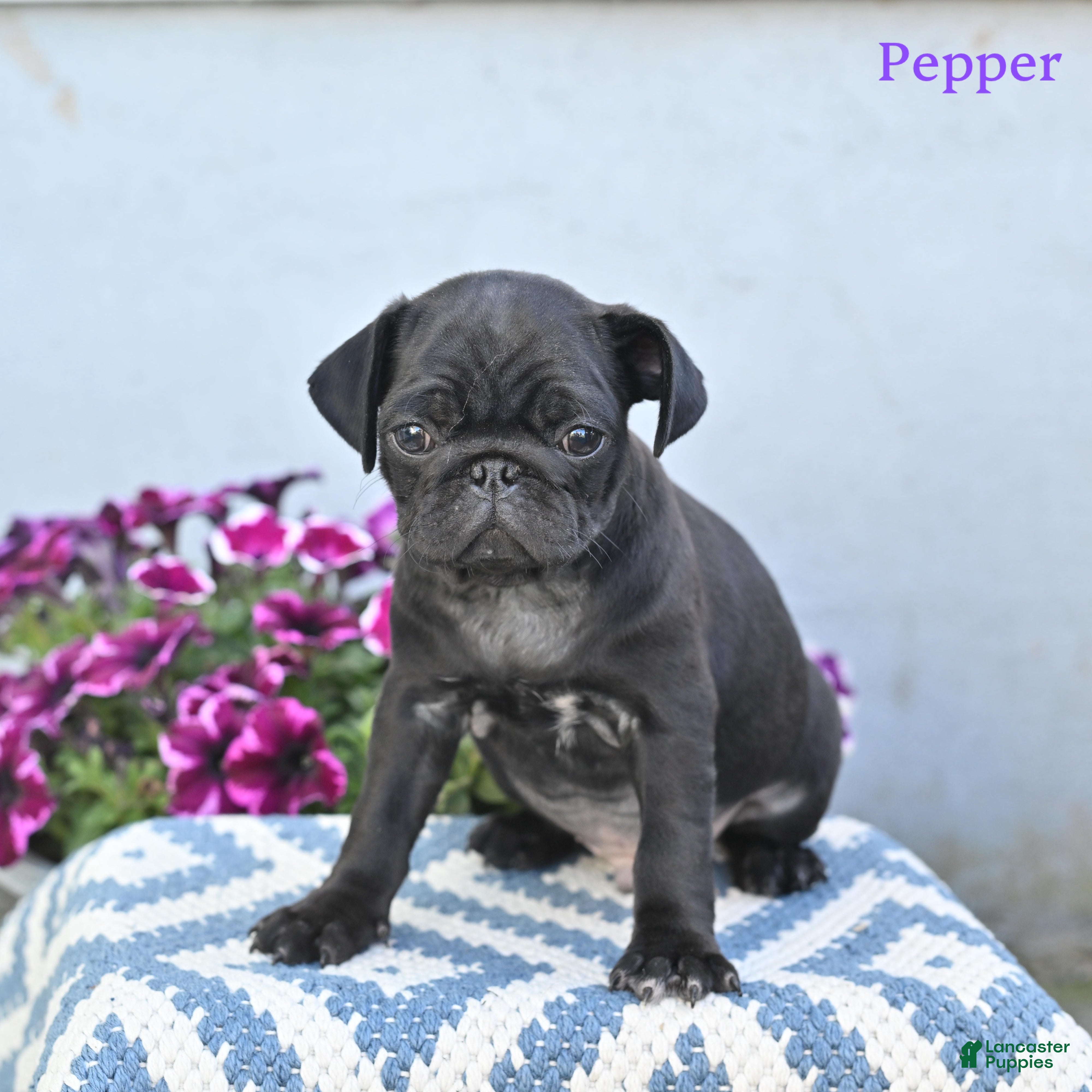 Pug dogs for sale: Pepper - Ad 2