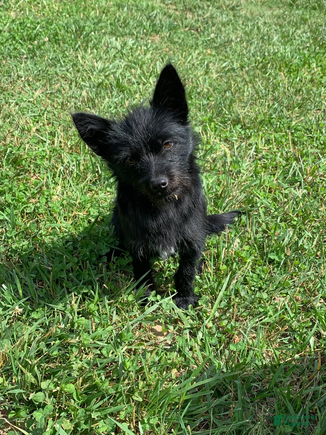 Mixed Breed dogs for sale: Teddy  - Ad 3