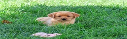 Labrador Retriever dogs for sale: Cheyenne - Ad 6