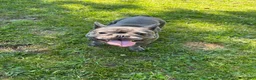 French Bulldog dogs for sale: French Bulldog 3 - Ad 5