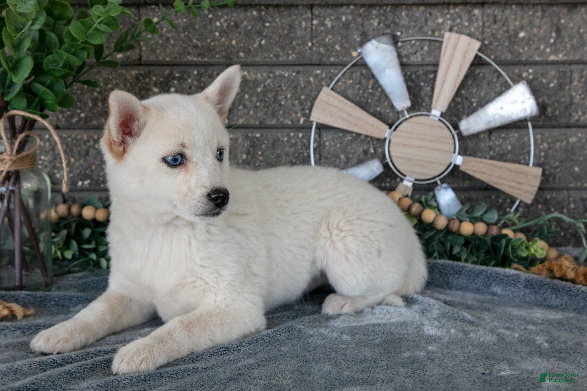 Pomsky dogs Callie - Ad 2