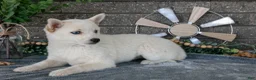 Pomsky dogs for sale: Callie - Ad 2