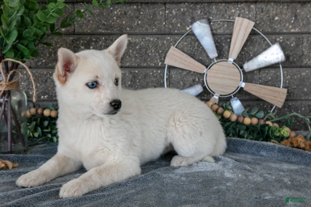 Pomsky dogs for sale: Callie - Ad 2