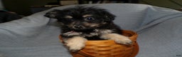 Pomapoo dogs for sale: Pomapoo Puppy 1 Tara - Ad 2