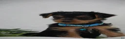Yorkshire Terrier dogs for sale: EDDIE - Ad 3