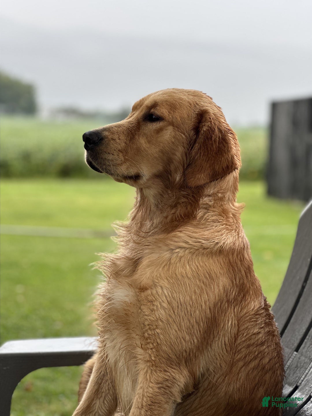Golden Retriever dogs for sale: Golden Retriever Dark Pink Girl - Ad 28