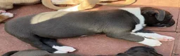 American Pit Bull Terrier dogs for sale: Panda-Girl  Pit-bull - Ad 4