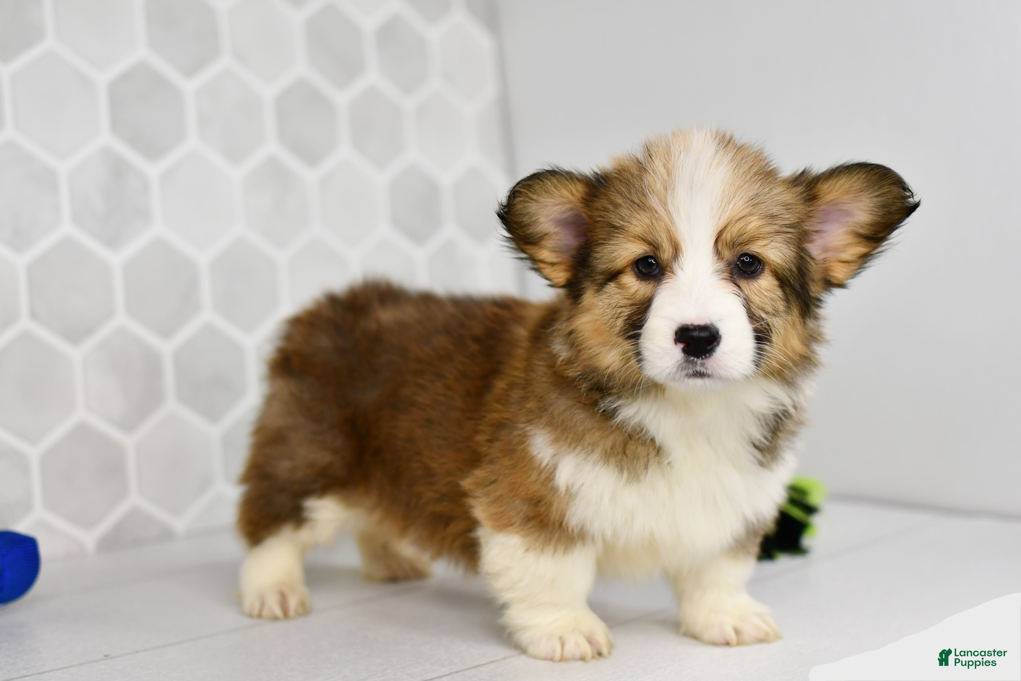 Welsh Corgi Pembroke dogs Aria - Ad 1