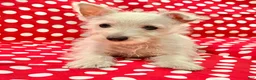 West Highland Terrier dogs for sale: Raegan - Ad 6