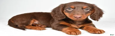 Milo