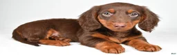 Dachshund dogs for sale: Milo - Ad 1