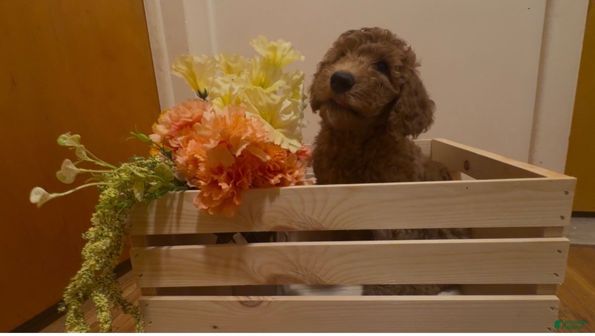 Double Doodle dogs Double Doodle Puppy 1 - Ad 1