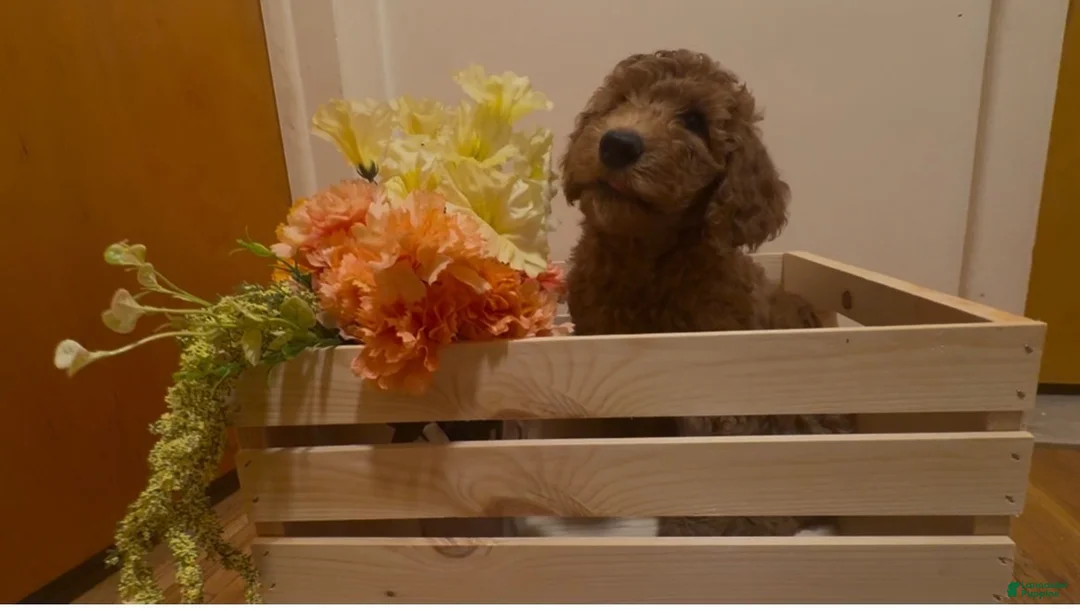 Double Doodle dogs for sale: Double Doodle Puppy 1 - Ad 1