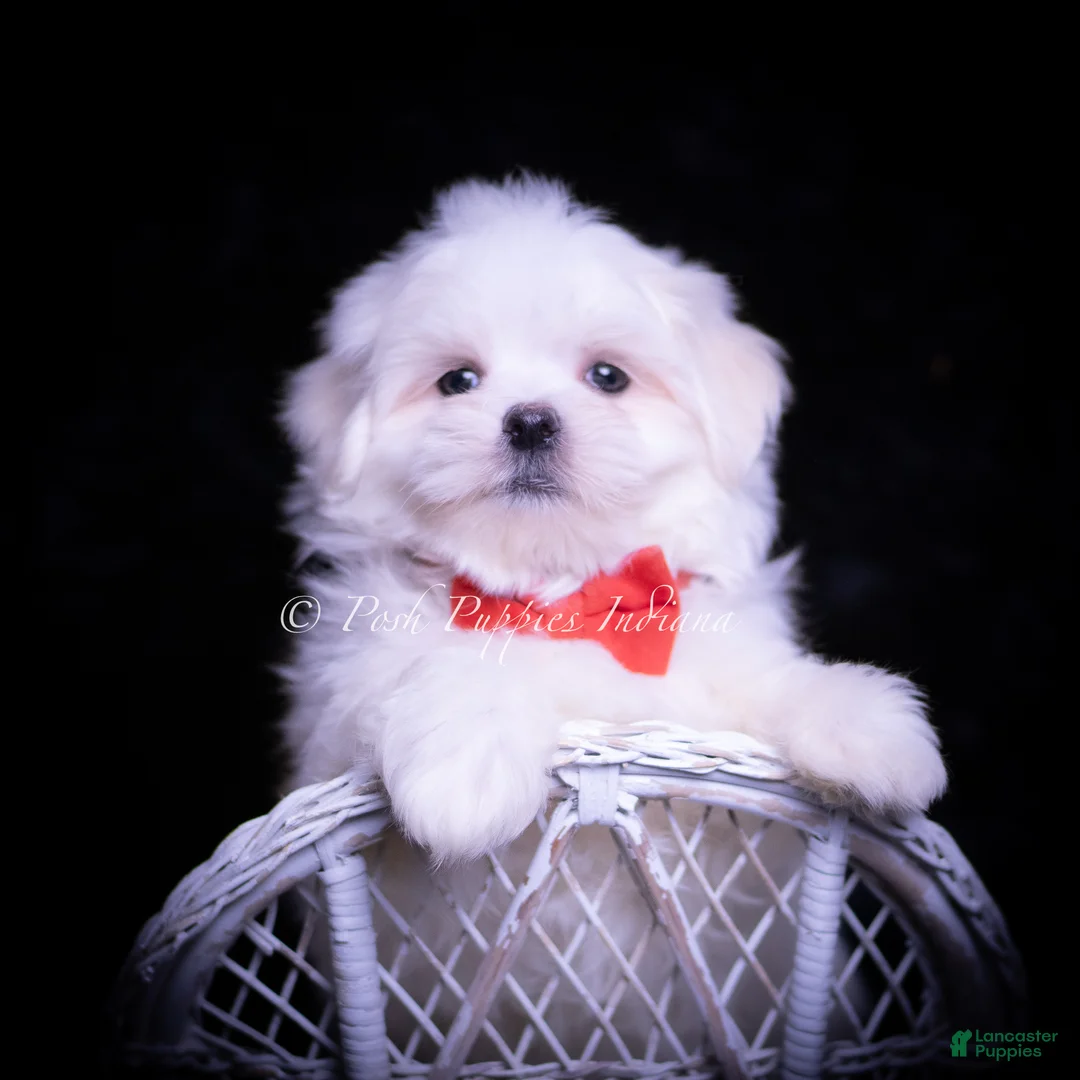 Maltese dogs for sale: Zippy - Ad 6