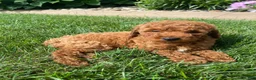 Miniature Poodle dogs for sale: Tom - Ad 10