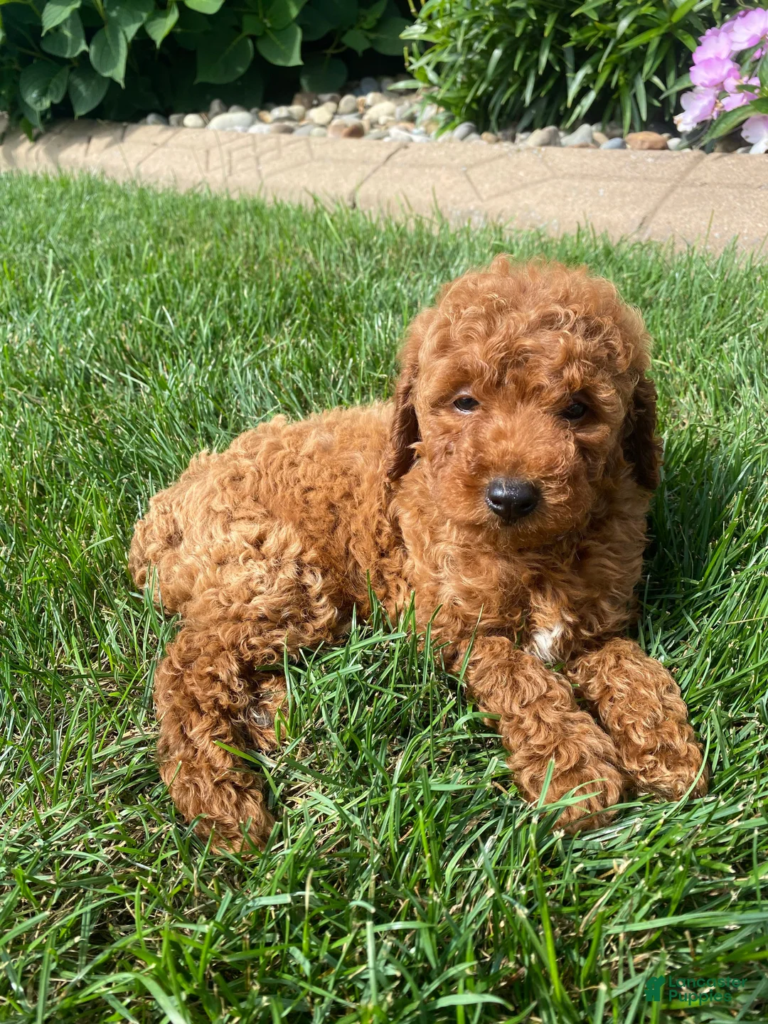 Miniature Poodle dogs for sale: Tom - Ad 10