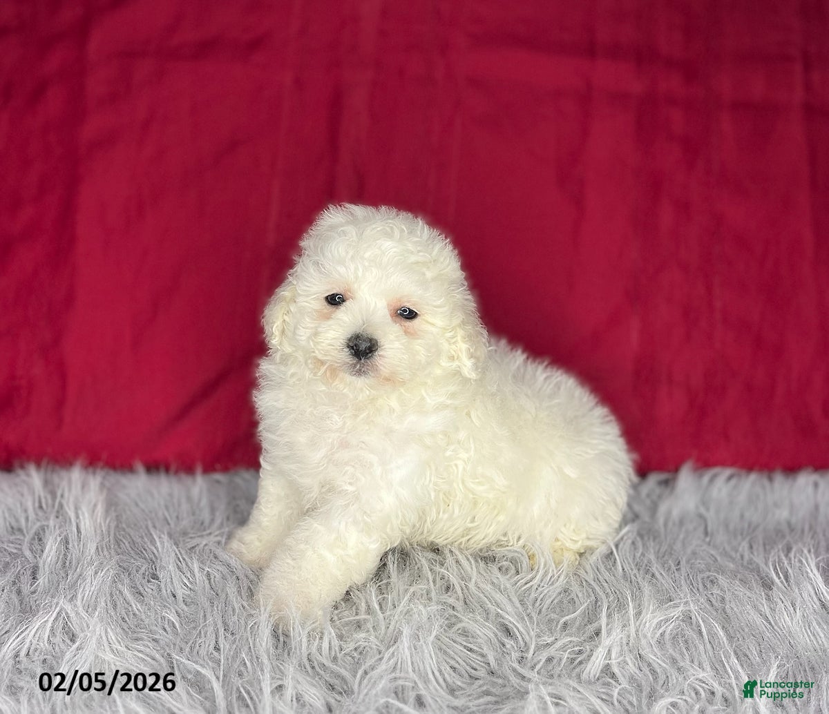 Bichon Frise dogs Rollo - Ad 2