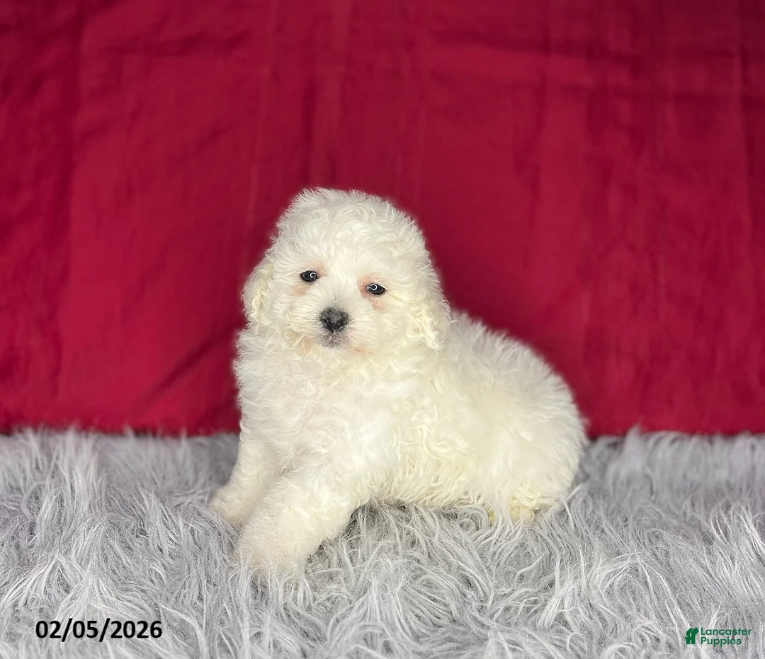 Bichon Frise dogs for sale: Rollo - Ad 2