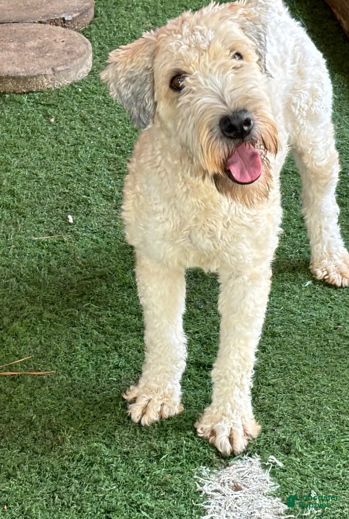 Soft Coated Wheaten Terrier dogs Alvin - Ad 2