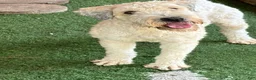 Soft Coated Wheaten Terrier dogs for sale: Cheesy - Ad 2