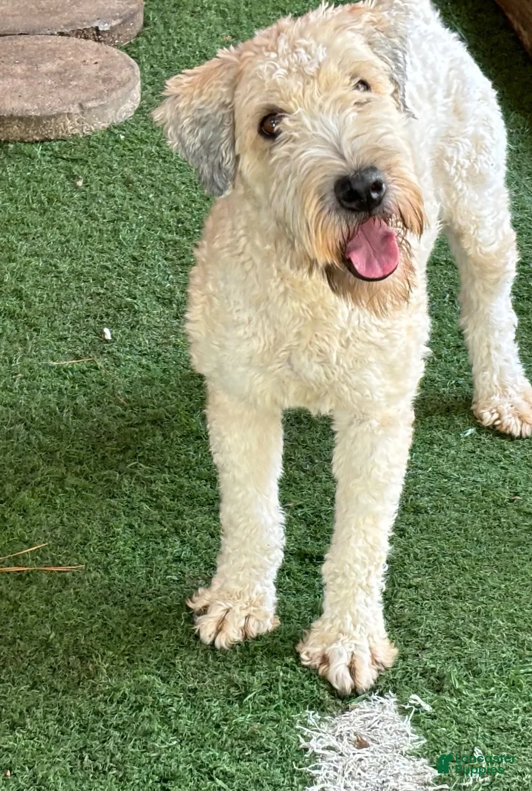 Soft Coated Wheaten Terrier dogs for sale: Cheesy - Ad 2