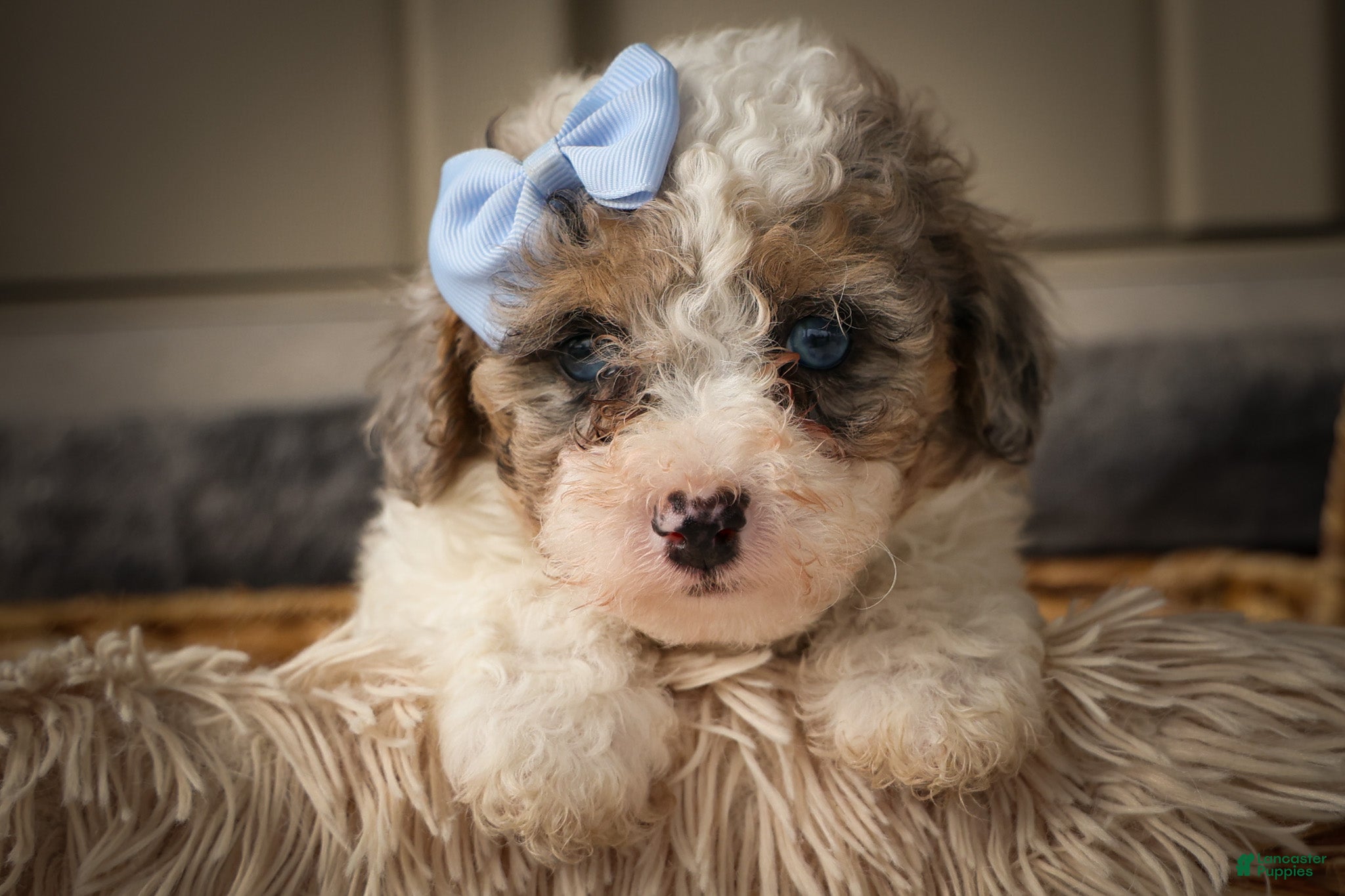 Miniature Poodle dogs Juno🦴  - Ad 2