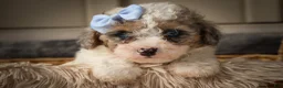 Miniature Poodle dogs for sale: Juno🦴  - Ad 2