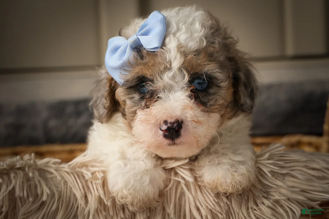 Miniature Poodle dogs for sale: Juno🦴  - Ad 2