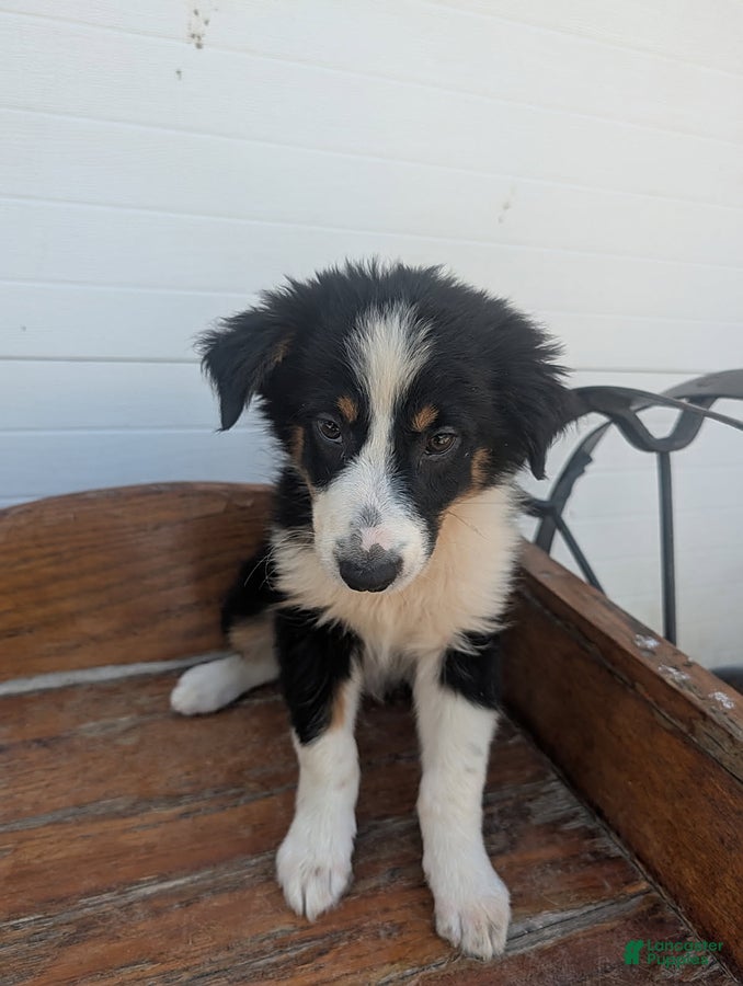 Australian Shepherd dogs Moose - Ad 34