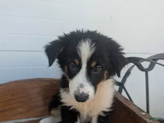 Australian Shepherd dogs Moose - Ad 34