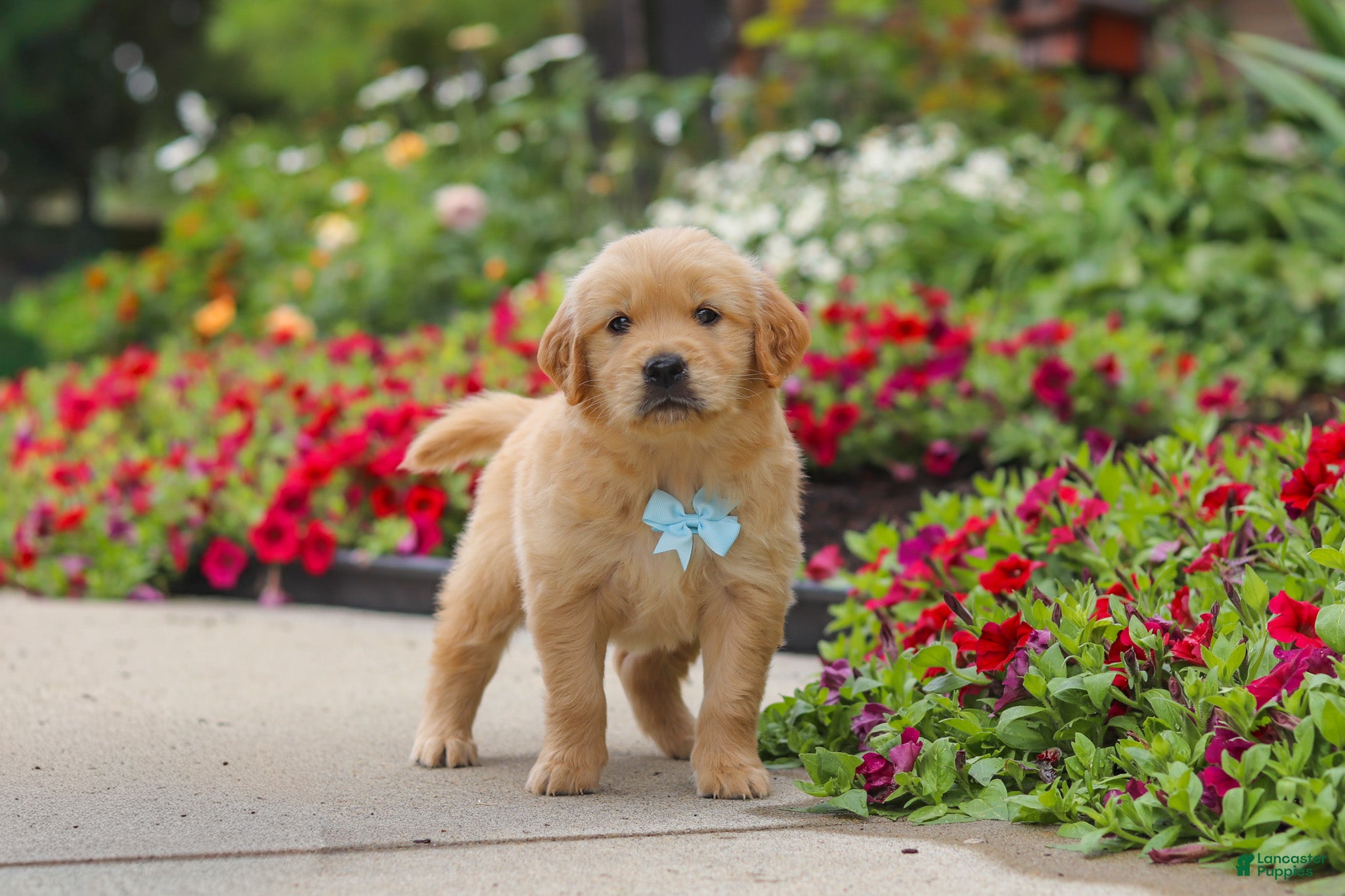 Golden Retriever dogs Banjo - Ad 2