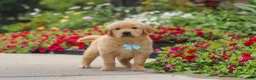 Golden Retriever dogs for sale: Banjo - Ad 2