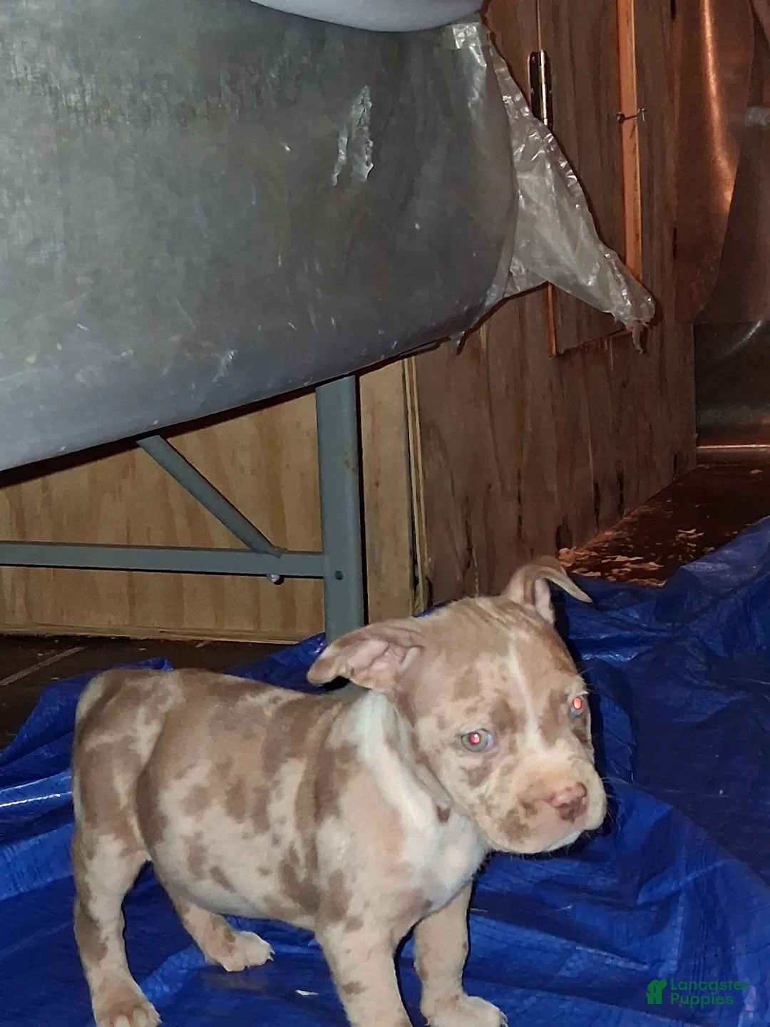 American Bully dogs for sale: American Bully Puppy 5 - Ad 7